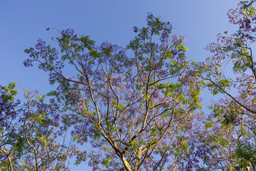 Tree branch with purple jacaranda flowers and leaves.