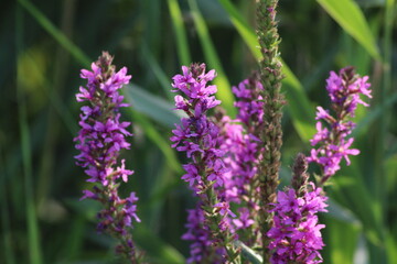 Obraz premium Vibrant purple wildflowers bloom amidst lush green foliage during the warm summer months, showcasing nature's beauty