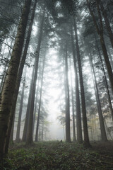 Foggy or misty forest scene. Autumn morning thick fog, moody atmosphere, ultra-wide, low-angle, no people