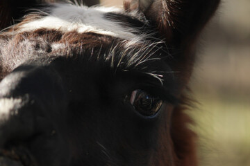 llama head close up, alpaca chewing straw in forest, wildlife in rural outdoors
