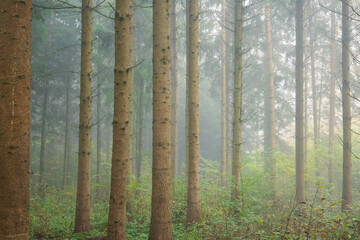 Foggy forest scene in late autumn. Thick morning haze, moody atmosphere, no people