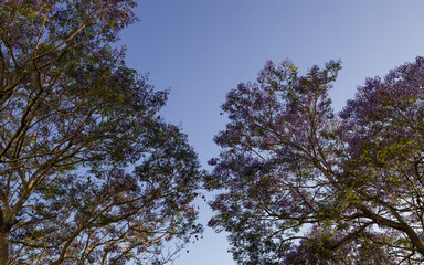 Purple jacaranda view with blue sky.