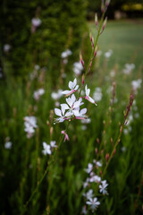 Close-up shot of small white flowers.