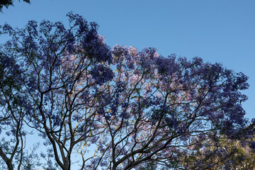 Purple jacaranda view with blue sky.