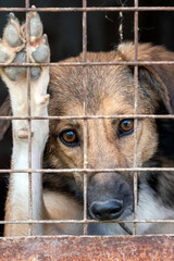 Dog in animal shelter waiting for adoption. Portrait of red homeless dog in animal shelter cage.