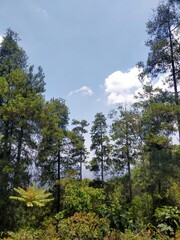 trees in the forest
