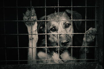Stray dog in animal shelter waiting for adoption. Portrait of homeless dog in animal shelter cage.