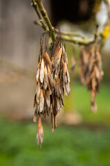 Fototapeta premium Common ash tree dried fruits hanging on the tree branch. Close up shot, shallow depth of field, no people