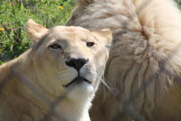 A close-up view of a rare white lion resting in its natural habitat surrounded by greenery on a sunny day