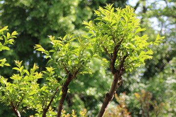Fresh green leaves on a vibrant tree during a sunny day in a peaceful garden setting