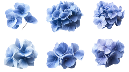 Set of blue hydrangea blooms  isolated on transparent background