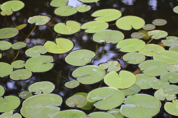 Lush green lily pads floating serenely on a tranquil pond during a sunny afternoon, surrounded by...