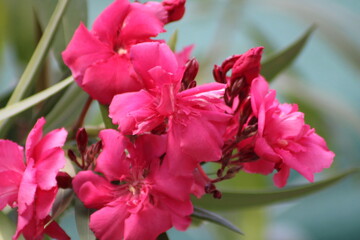 Bright pink oleander flowers blooming in a garden, surrounded by lush green leaves under a clear...