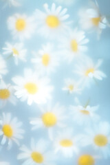 Obraz premium Abstract Floral Natural Background With White Daisies Through Matte Surface, glass, Soft Focus, Delicate Colors