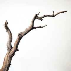 A simple dry tree branch, preserved and displayed on a seamless white background