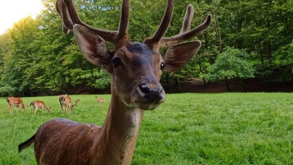 neugieriger Hirsch auf grüner Lichtung, Tiere, Wildtiere, friedlich

