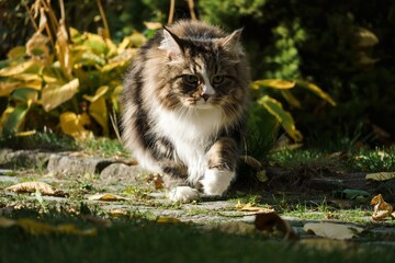 Siberian cat in the garden among autumn flowers and leaves, illuminated by the sun's rays.