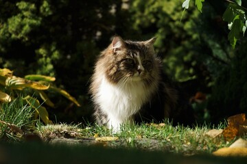 Siberian cat in the garden among autumn flowers and leaves, illuminated by the sun's rays.