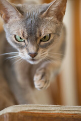 Abessinier Katze auf dem Weg von Ihrem Kratzbaum