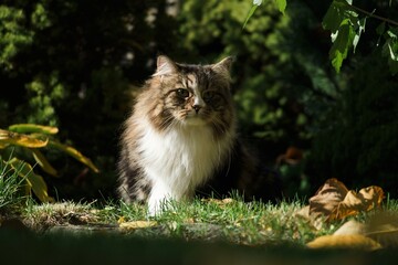 Siberian cat in the garden among autumn flowers and leaves, illuminated by the sun's rays.