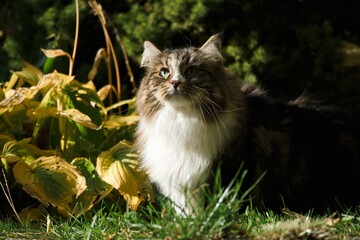 Siberian cat in the garden among autumn flowers and leaves, illuminated by the sun's rays.