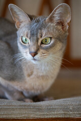 Portr&auml;t einer blauen Abessinier Katze