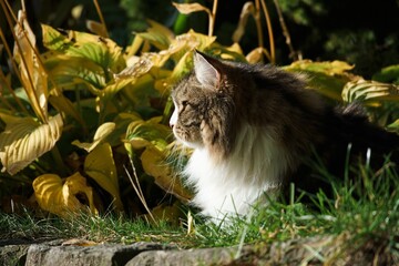 Siberian cat in the garden among autumn flowers and leaves, illuminated by the sun's rays.