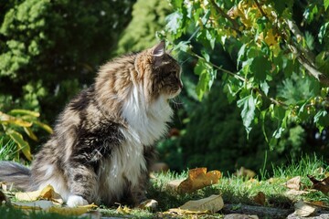 Siberian cat in the garden among autumn flowers and leaves, illuminated by the sun's rays.