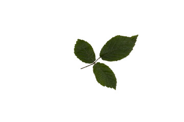 liście malin lub jeżyn na białym tle © Nina