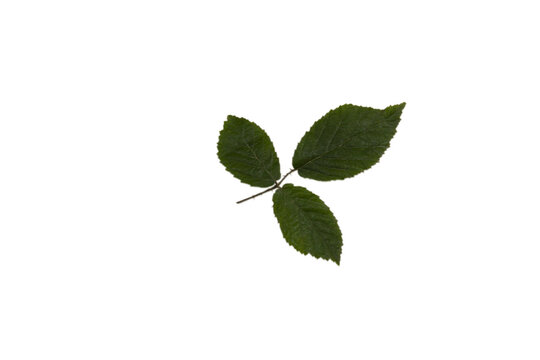 liście malin lub jeżyn na białym tle