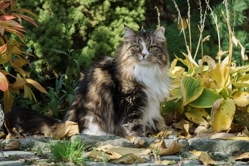 Siberian cat in the garden among autumn flowers and leaves, illuminated by the sun's rays.
