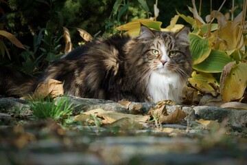 Siberian cat in the garden among autumn flowers and leaves, illuminated by the sun's rays.