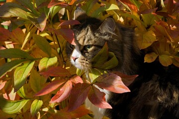 Siberian cat in the garden among autumn flowers and leaves, illuminated by the sun's rays.