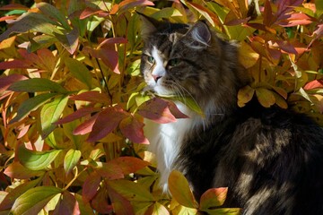 Siberian cat in the garden among autumn flowers and leaves, illuminated by the sun's rays.