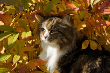 Siberian cat in the garden among autumn flowers and leaves, illuminated by the sun's rays.