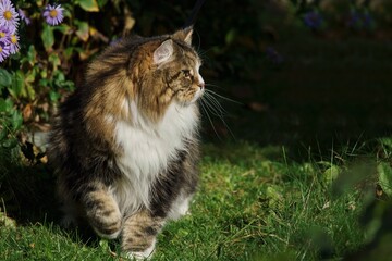Siberian cat in the garden among autumn flowers and leaves, illuminated by the sun's rays.