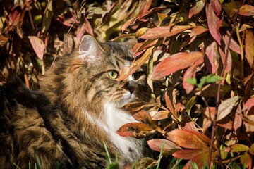 Siberian cat in the garden among autumn flowers and leaves, illuminated by the sun's rays.
