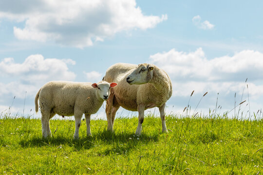 Mutter und Kind - Deichschafe