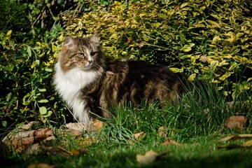 Siberian cat in the garden among autumn flowers and leaves, illuminated by the sun's rays.