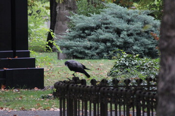 A crow perched on an iron fence in a lush park surrounded by greenery during a peaceful afternoon