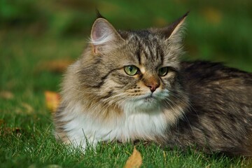 Siberian cat with thick fur and green eyes lies on the grass in a natural environment.