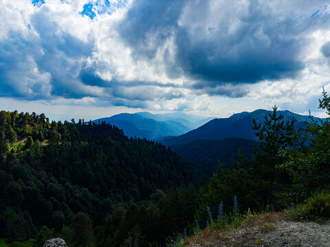 Bolu - Yedig&ouml;ller - Travel - Photography - Fujifilm - Cat - Cow