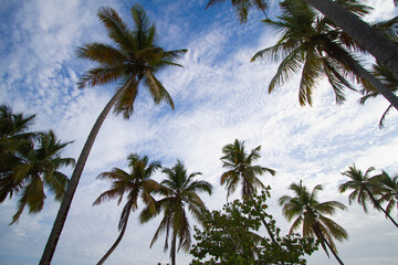 Obraz premium Palm trees cover the sky on the north coast of the Dominican Republic 2012