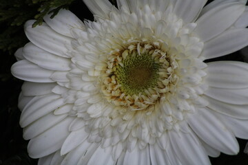 A close-up view of a white daisy blooming in a garden during the spring