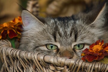 Siberian kitten lies in a wicker basket among autumn leaves and flowers, everything is placed on the grass.