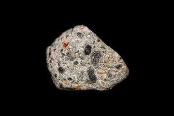 Closeup fusulinid fossil on dark background,  prehistoric single-celled organisms (selective focus)