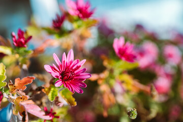 autumn chrysanthemum flowers in garden