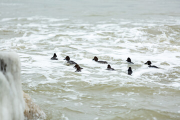 Icy building constructions in sea in winter