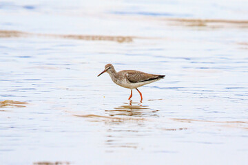 A Common Redshank Forages in the Muddy Flats, Lau Fau Shan, Hong Kong