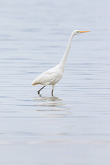 Graceful White Egret Standing in Shallow Water with Reflection